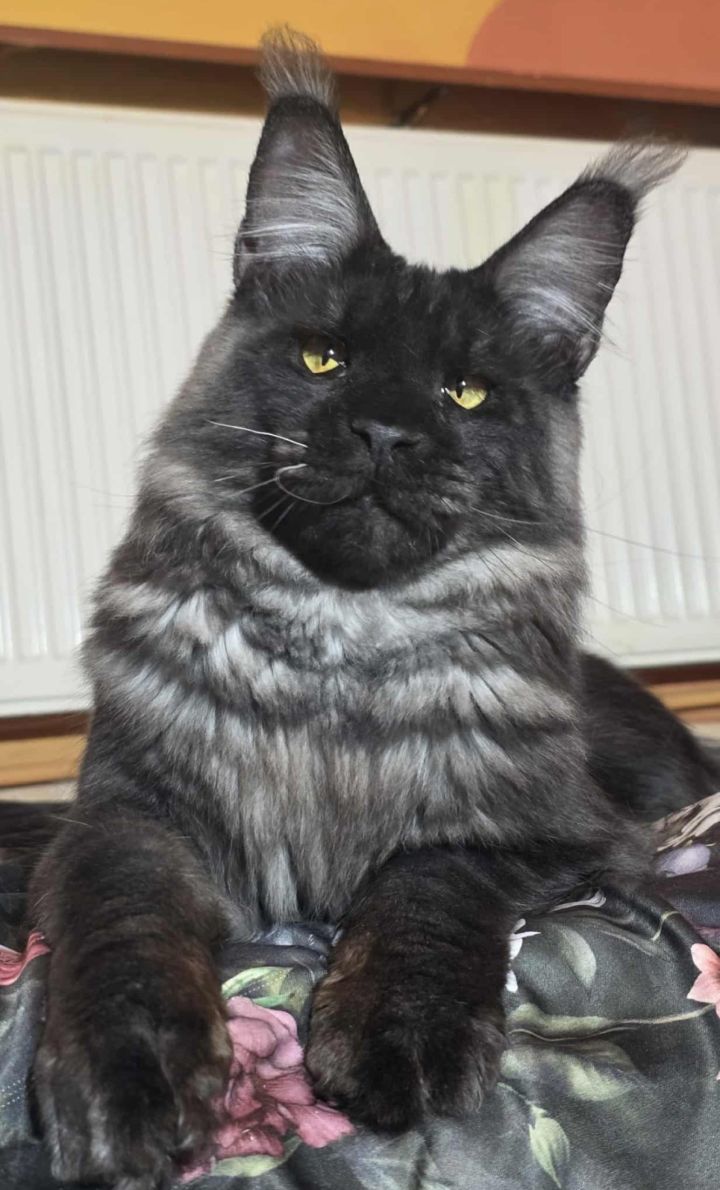 Vipcoon Wolverine