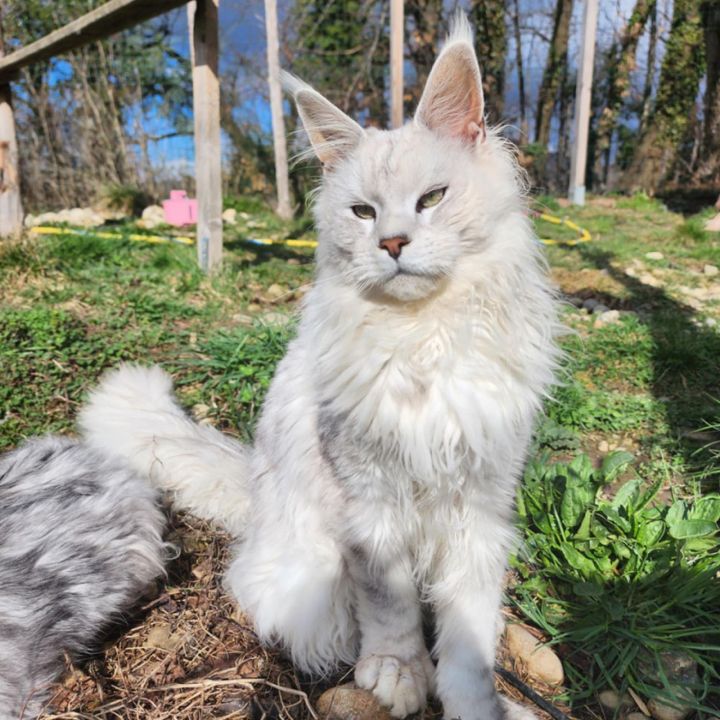 Chatterie Des Sables D’Égypte Velours