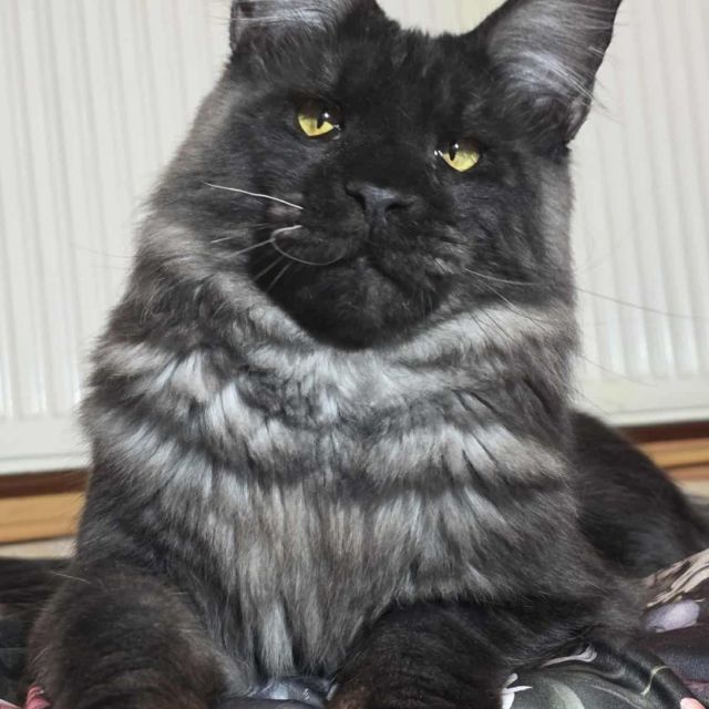 Vipcoon Wolverine