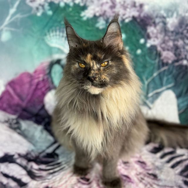 Sunny Kittens Jade