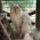 Exercise for Giants: Keeping Your Maine Coon Active Indoors