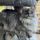 Best Methods for Keeping a Luscious Coat on Your Maine Coon Cat