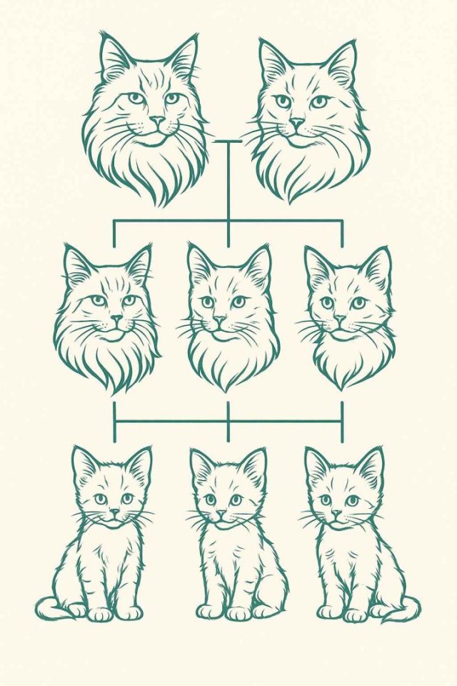 New Website Launch: Explore Our Cats Like Never Before