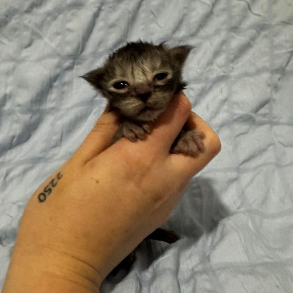 Black Smoke Girl Polydactyl #02