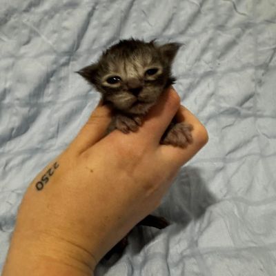 Black Smoke Girl Polydactyl #02