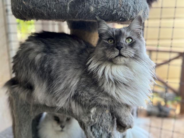 Best Methods for Keeping a Luscious Coat on Your Maine Coon Cat