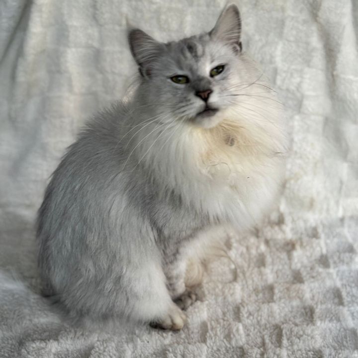 Chione of Heavensgate