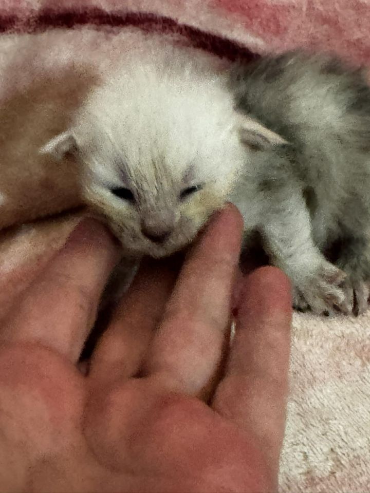 High Blue Smoke Boy #1