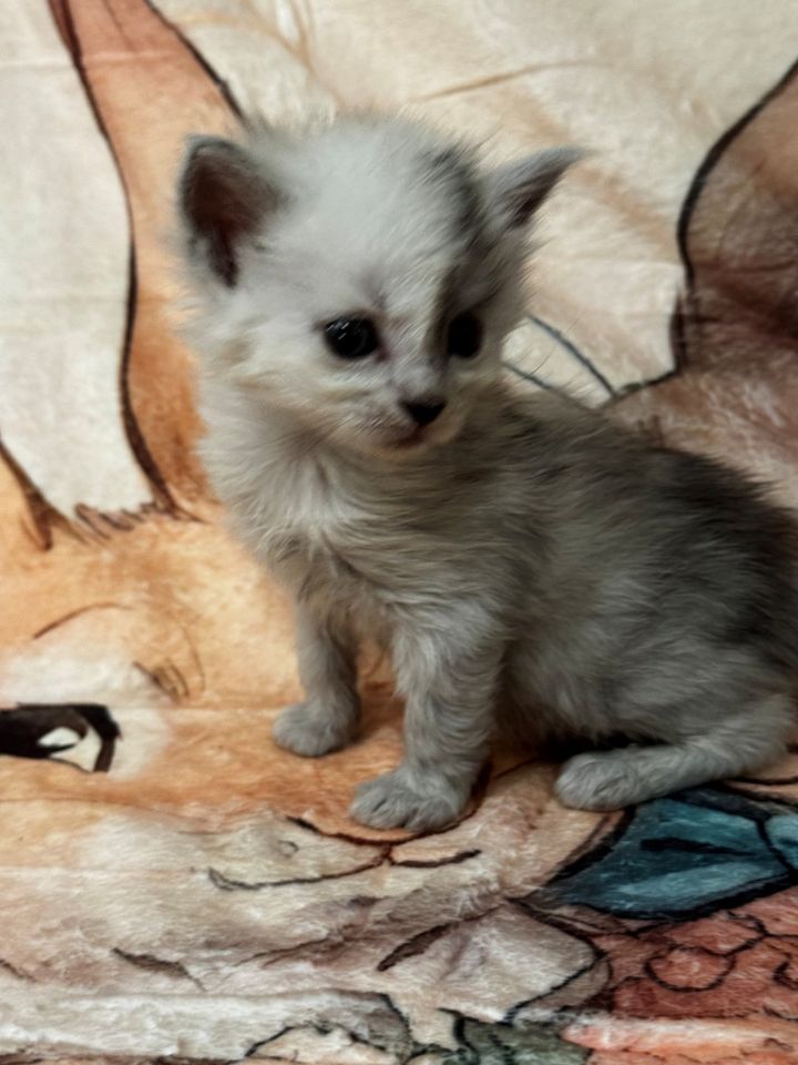 High Black Smoke Female #1