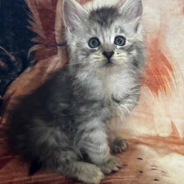 Black Silver Girl #1