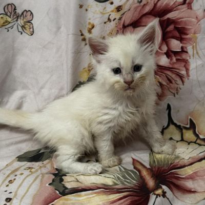 High Red Smoke Boy #3