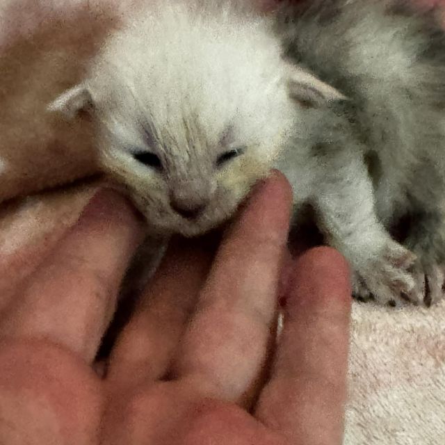 High Blue Smoke Boy #1