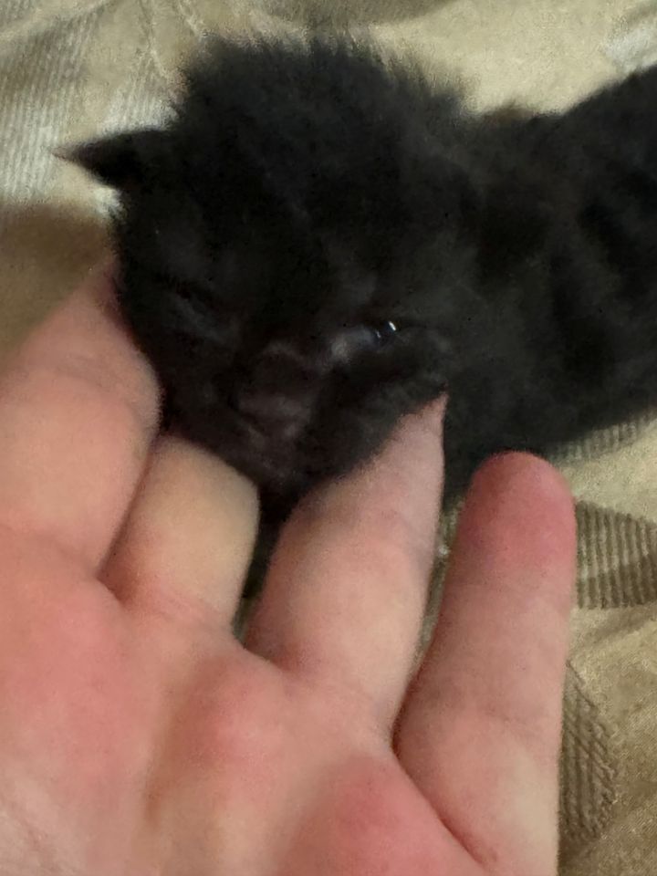 Black Solid Polydactyl Boy #1