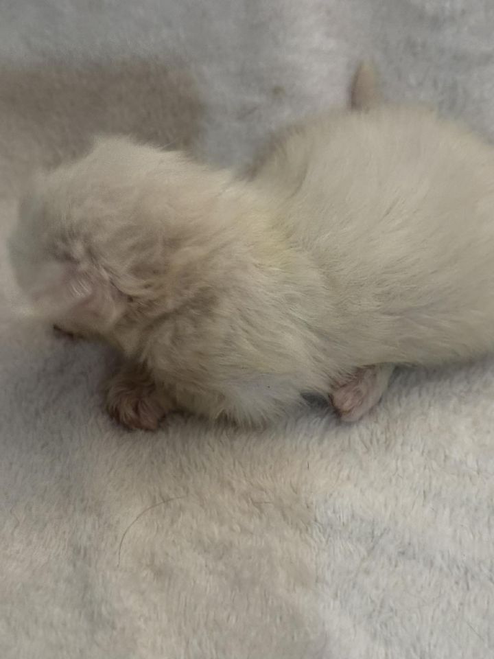 High Red Smoke Boy #2