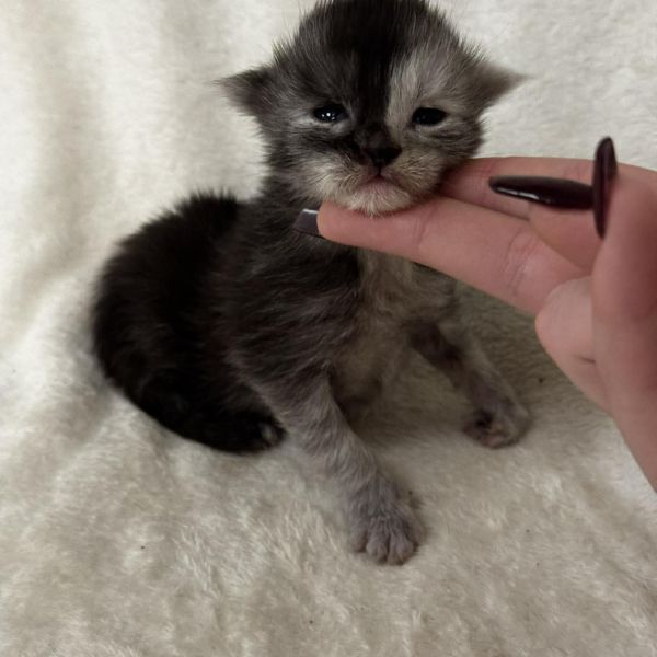 Black Smoke Tortie Girl #1