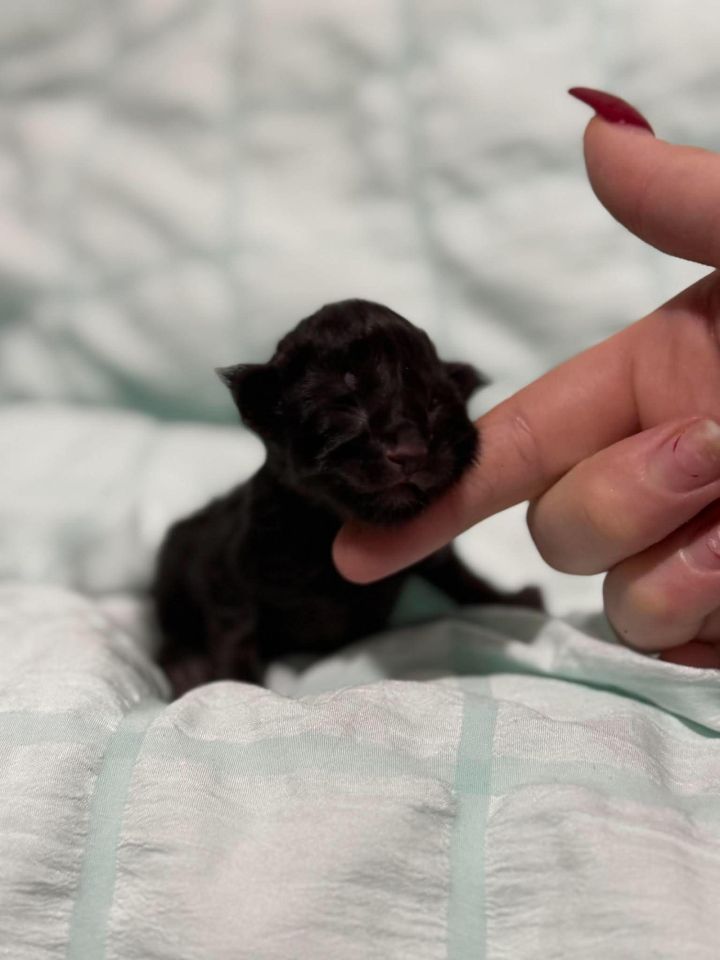 Black Solid Boy Polydactyl #1