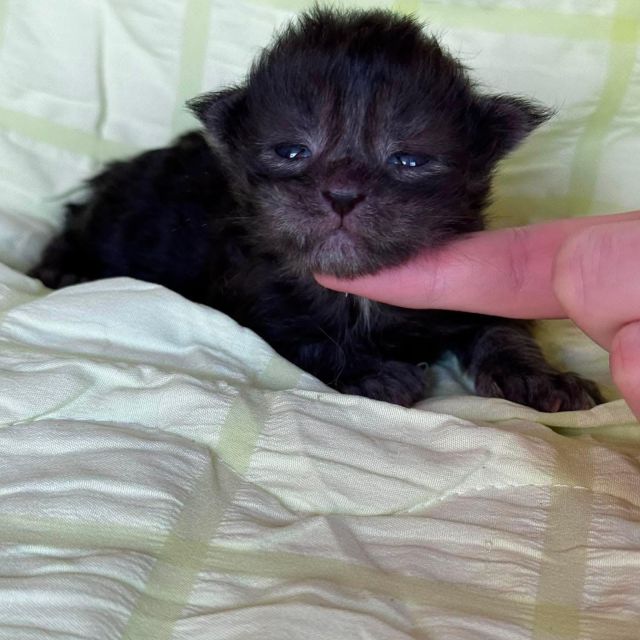 Black Smoke Boy Polydactyl #01
