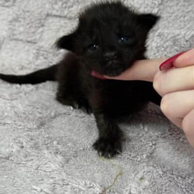 Black Solid Girl #2