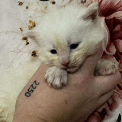 High Red Smoke Boy #3