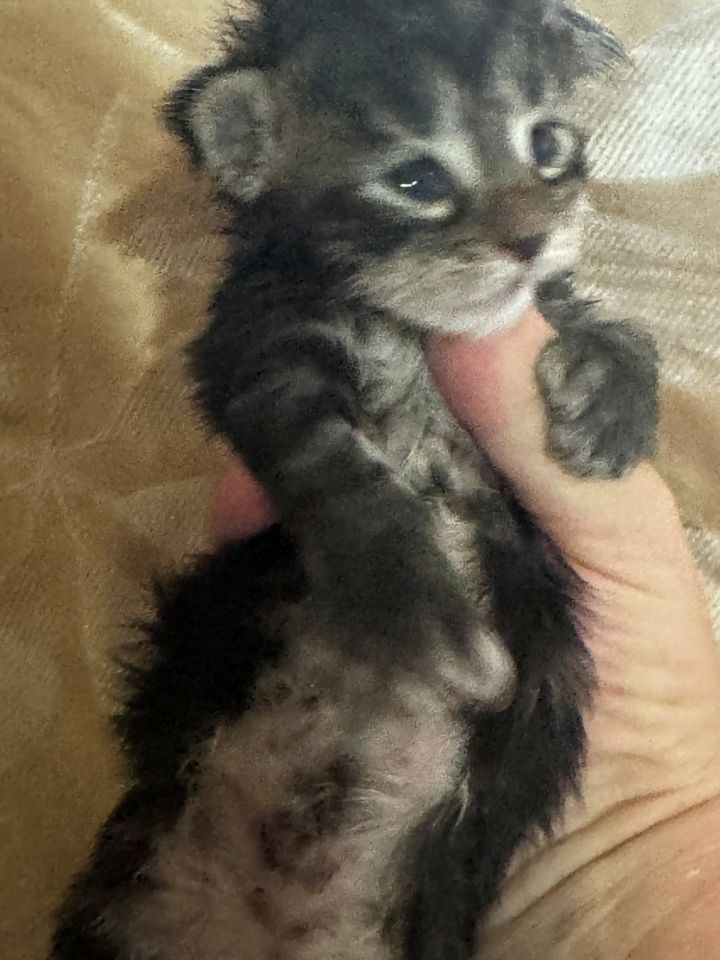 Black Tabby Polydactyl Boy #1