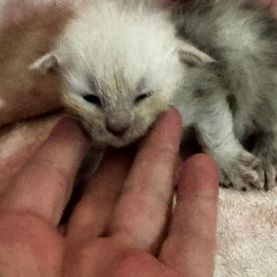 High Blue Smoke Boy #1