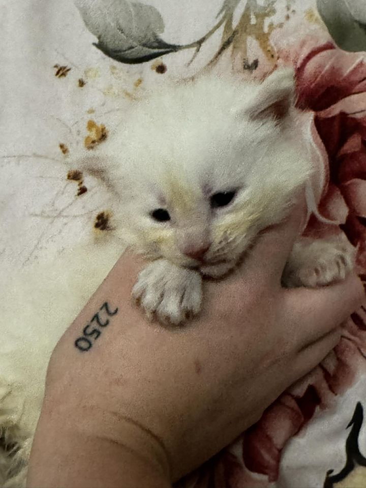 High Red Smoke Boy #3