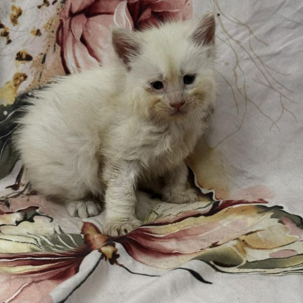 High Red Smoke Boy #2