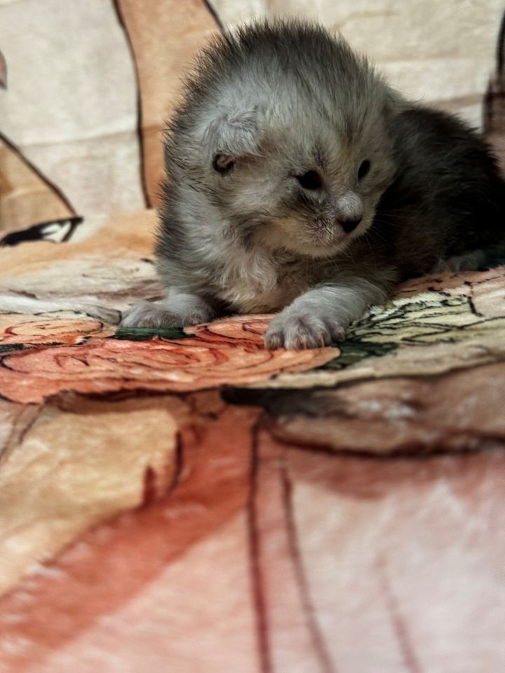 High Black Silver Male #1