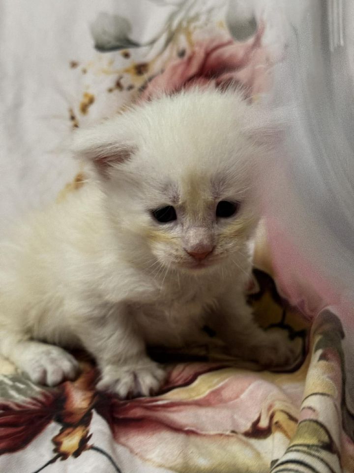 High Red Smoke Boy #2