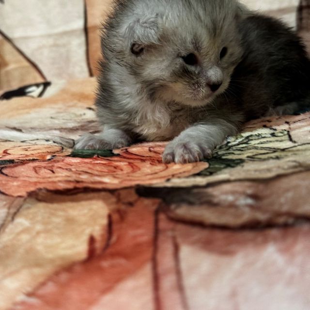 High Black Silver Male #1