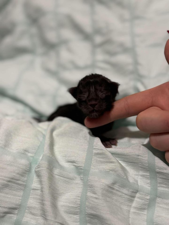 Black Smoke Boy Polydactyl #1