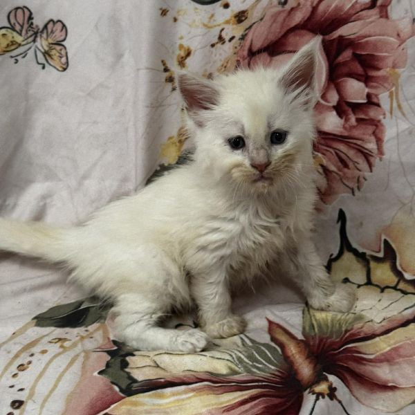 High Red Smoke Boy #3