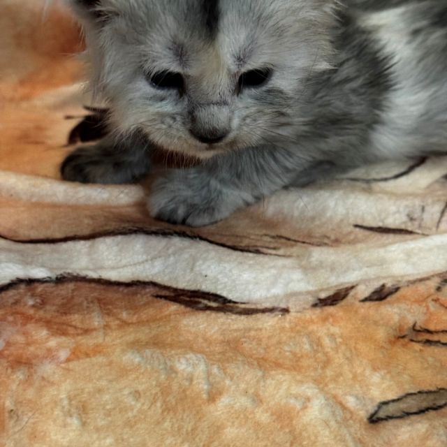 High Black Smoke Male #1