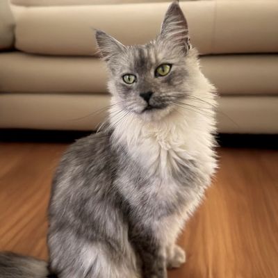 Midnight Rayne of Heavensgate