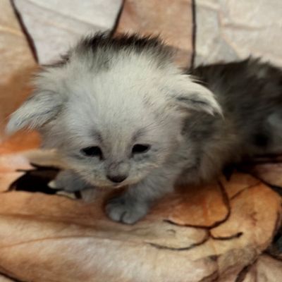 High Black Smoke Male #2