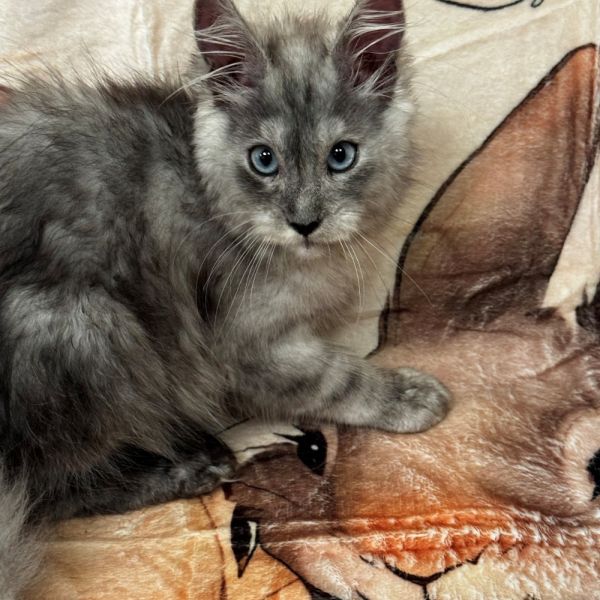 Blue Smoke with Blue Eyes Female #1