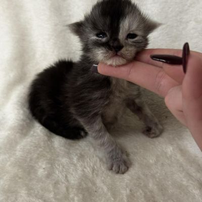 Black Smoke Tortie Girl #1