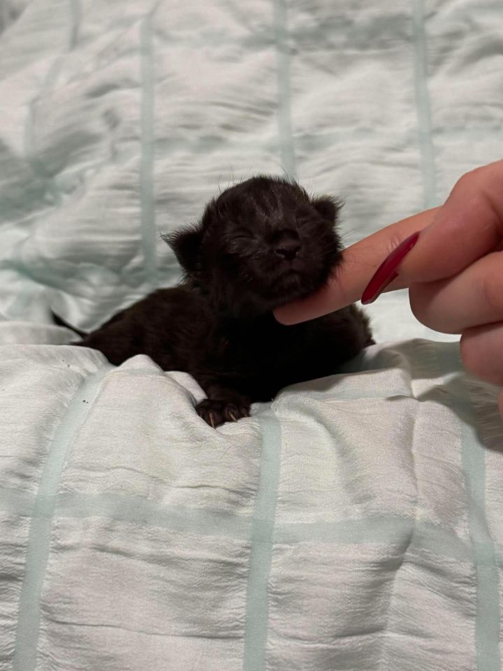 Black Solid Boy #1