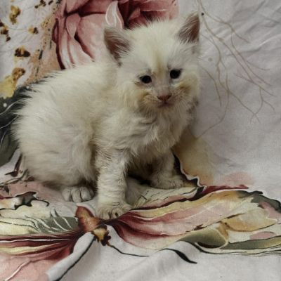 High Red Smoke Boy #2