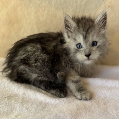 Blue Smoke Female