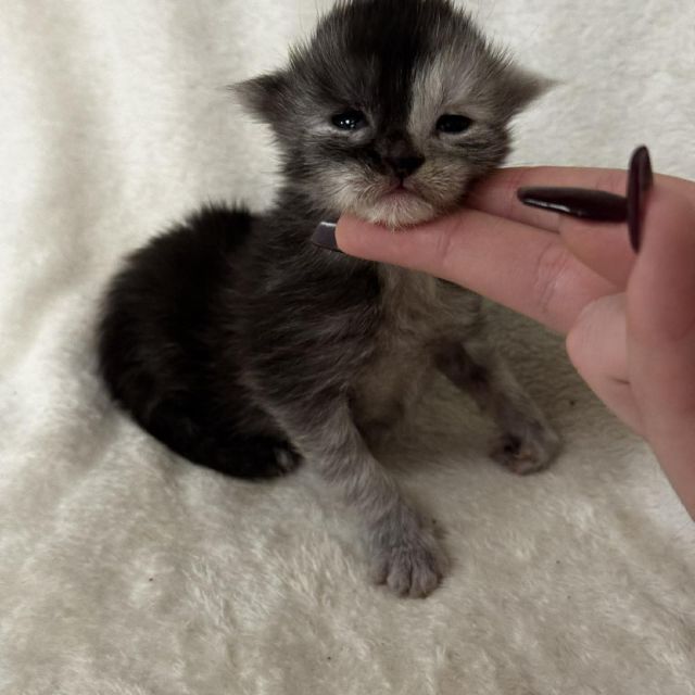 Black Smoke Tortie Girl #1