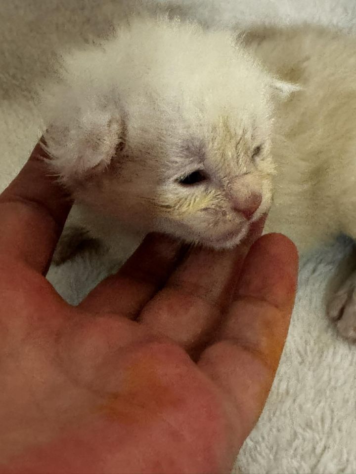 High Red Smoke Boy #4