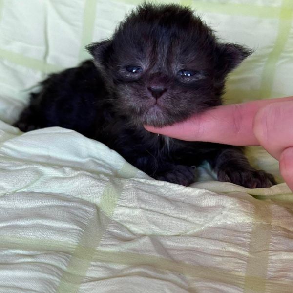 Black Smoke Boy Polydactyl #01