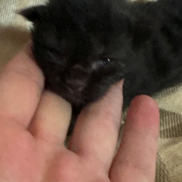 Black Solid Polydactyl Boy #1