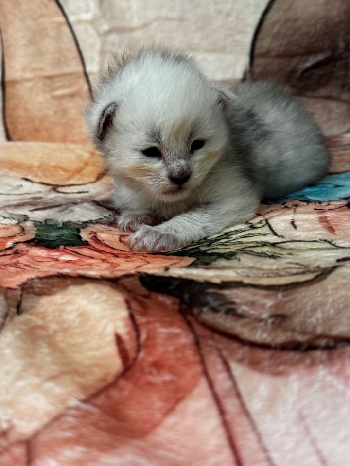 Black Silver Shaded Male #1