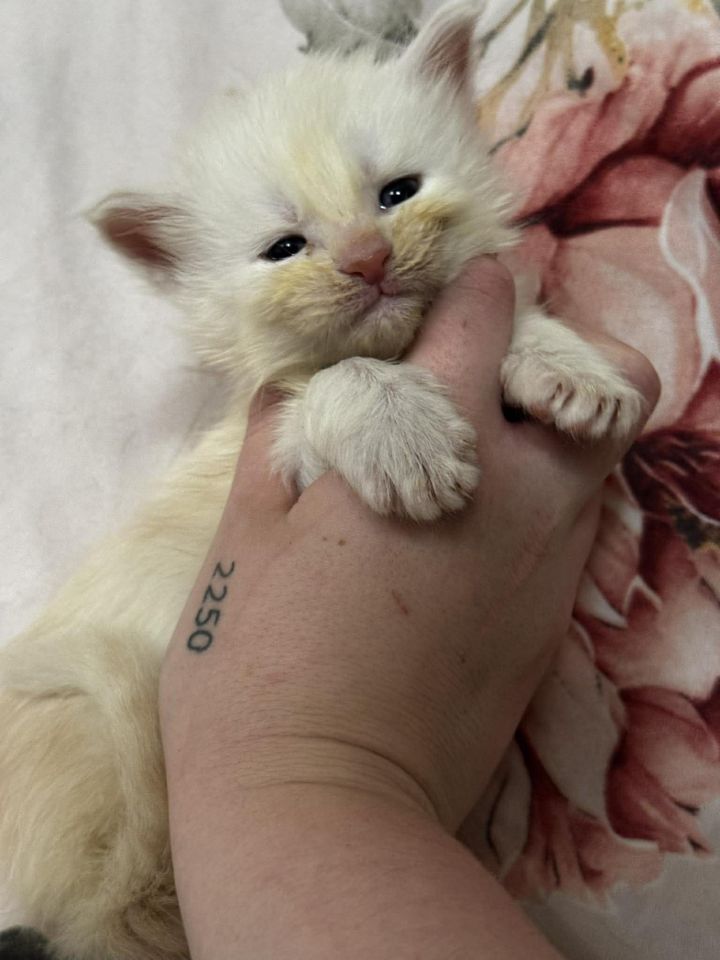 High Red Smoke Boy #1