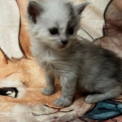 High Black Smoke Female #1