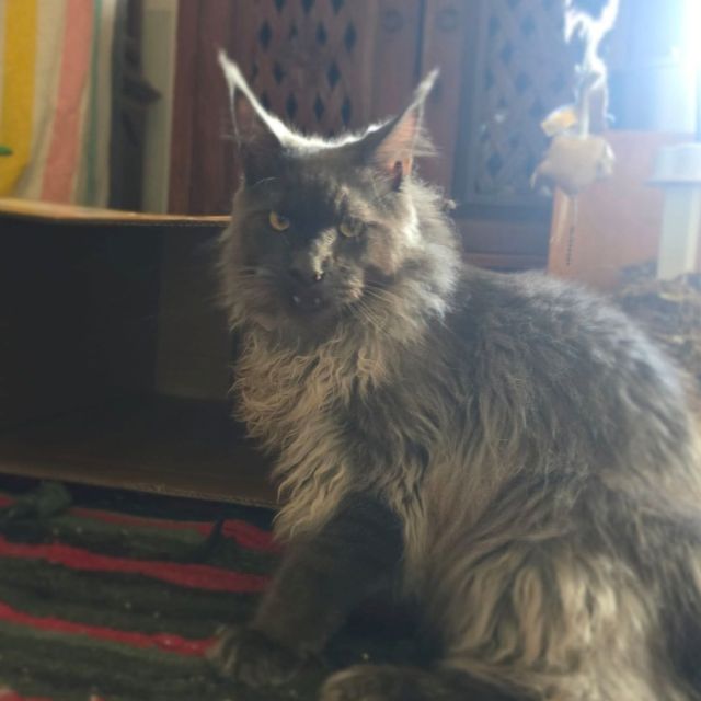 Lucas - Blue Smoke King