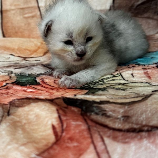 Black Silver Shaded Male #1