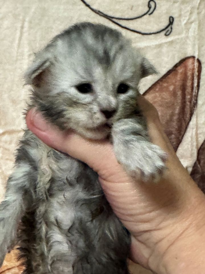 High Black Silver Male #2